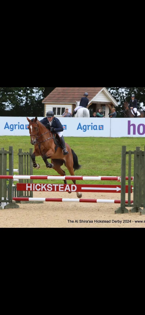 16.3hh Gelding - Image 2