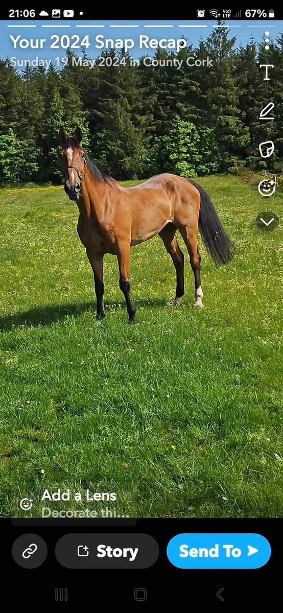 16.3hh Gelding - Image 3
