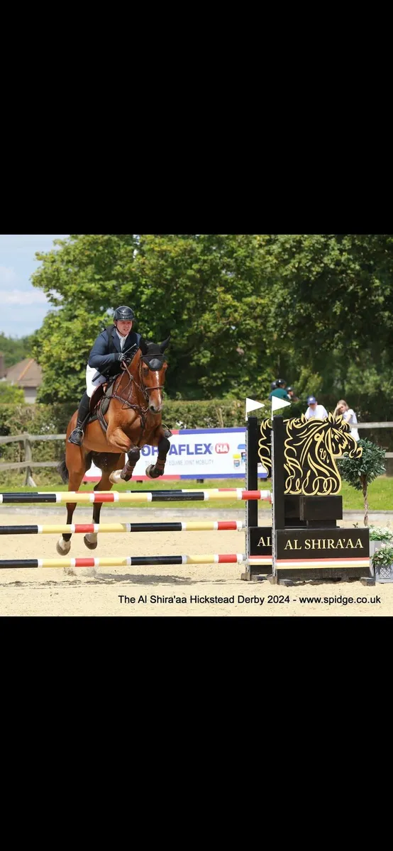 16.3hh Gelding - Image 4