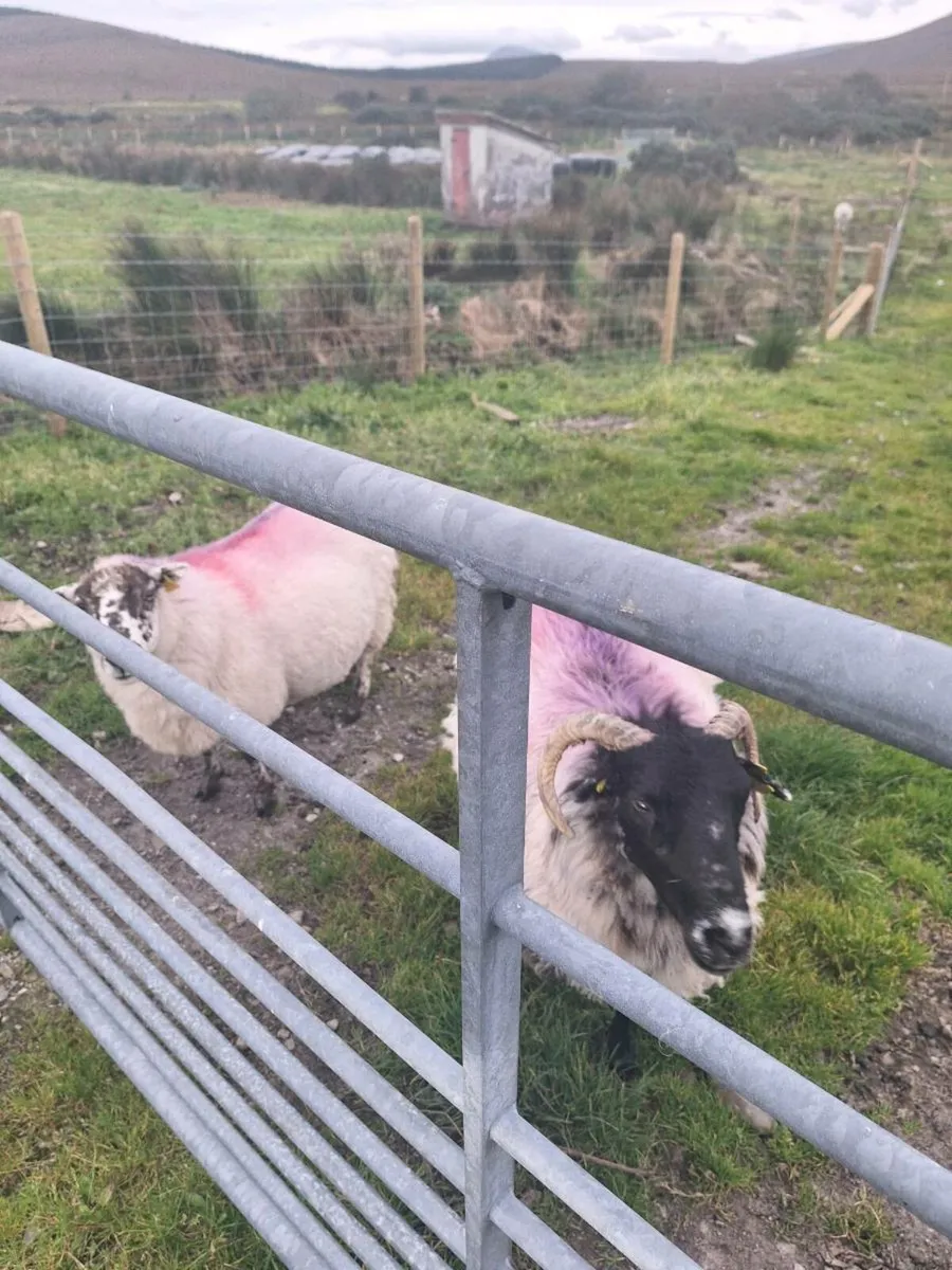 Aged ewes - Image 3