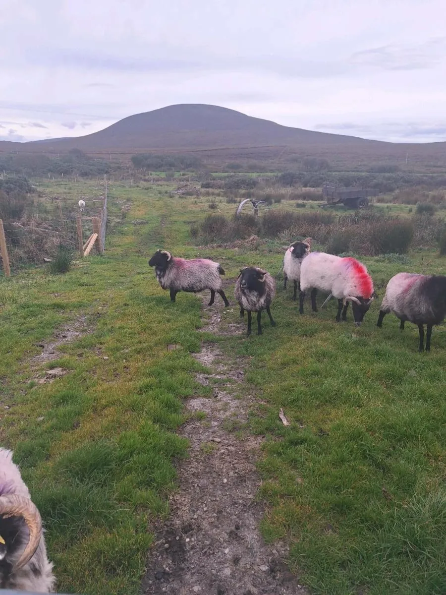 Aged ewes - Image 1
