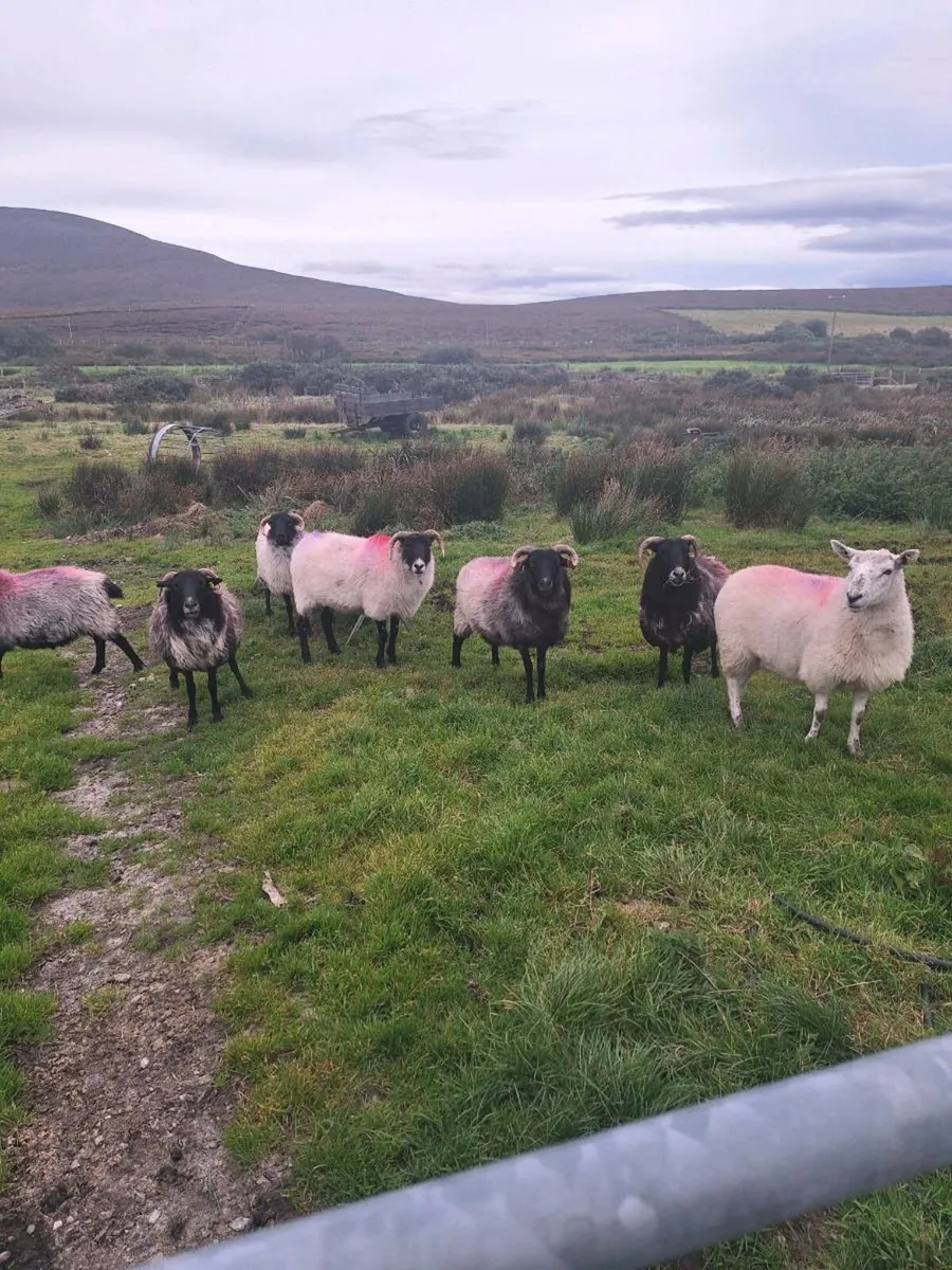 Aged ewes - Image 2