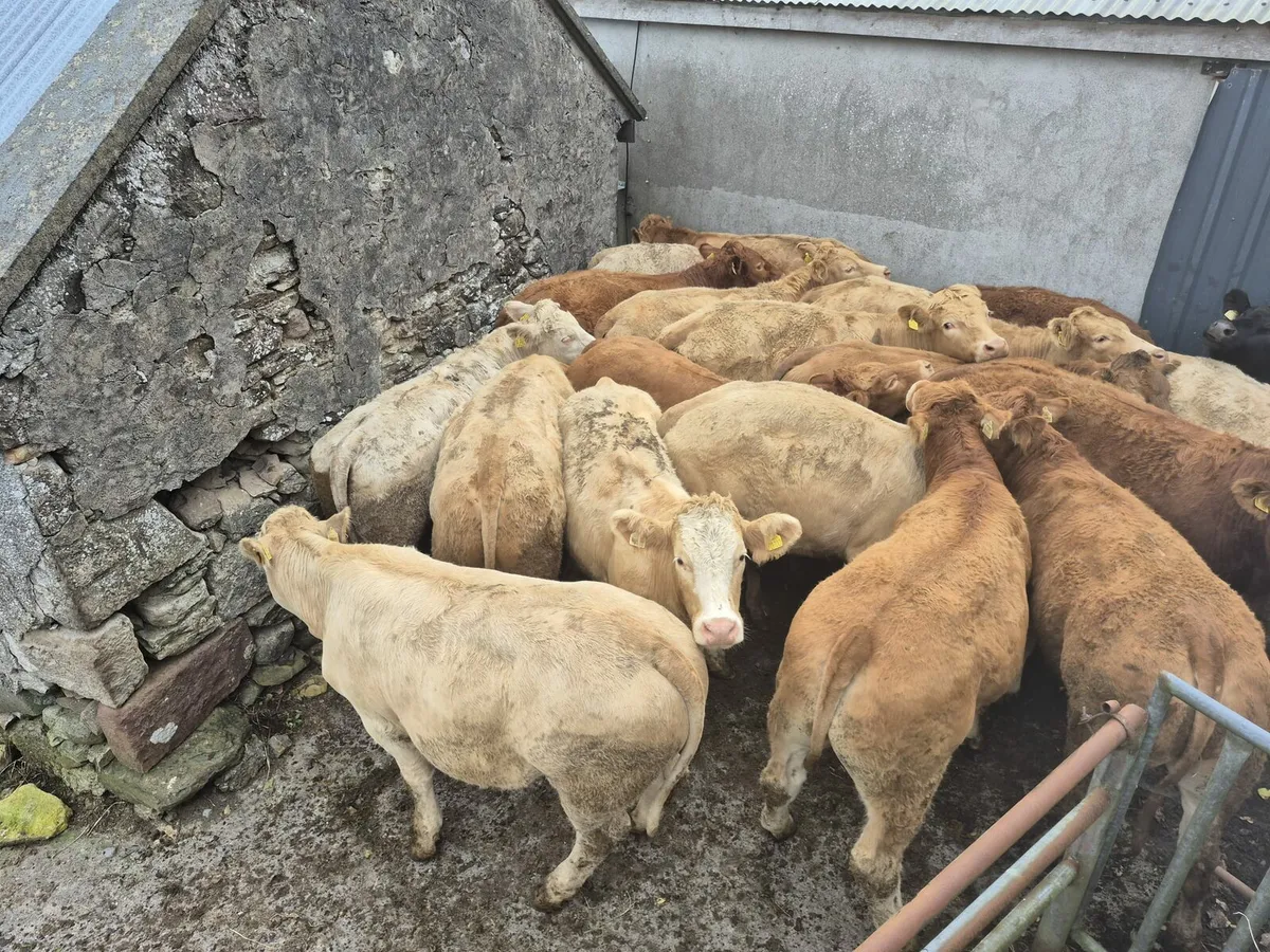 30  Store Bullock's 480 kgs - Image 1