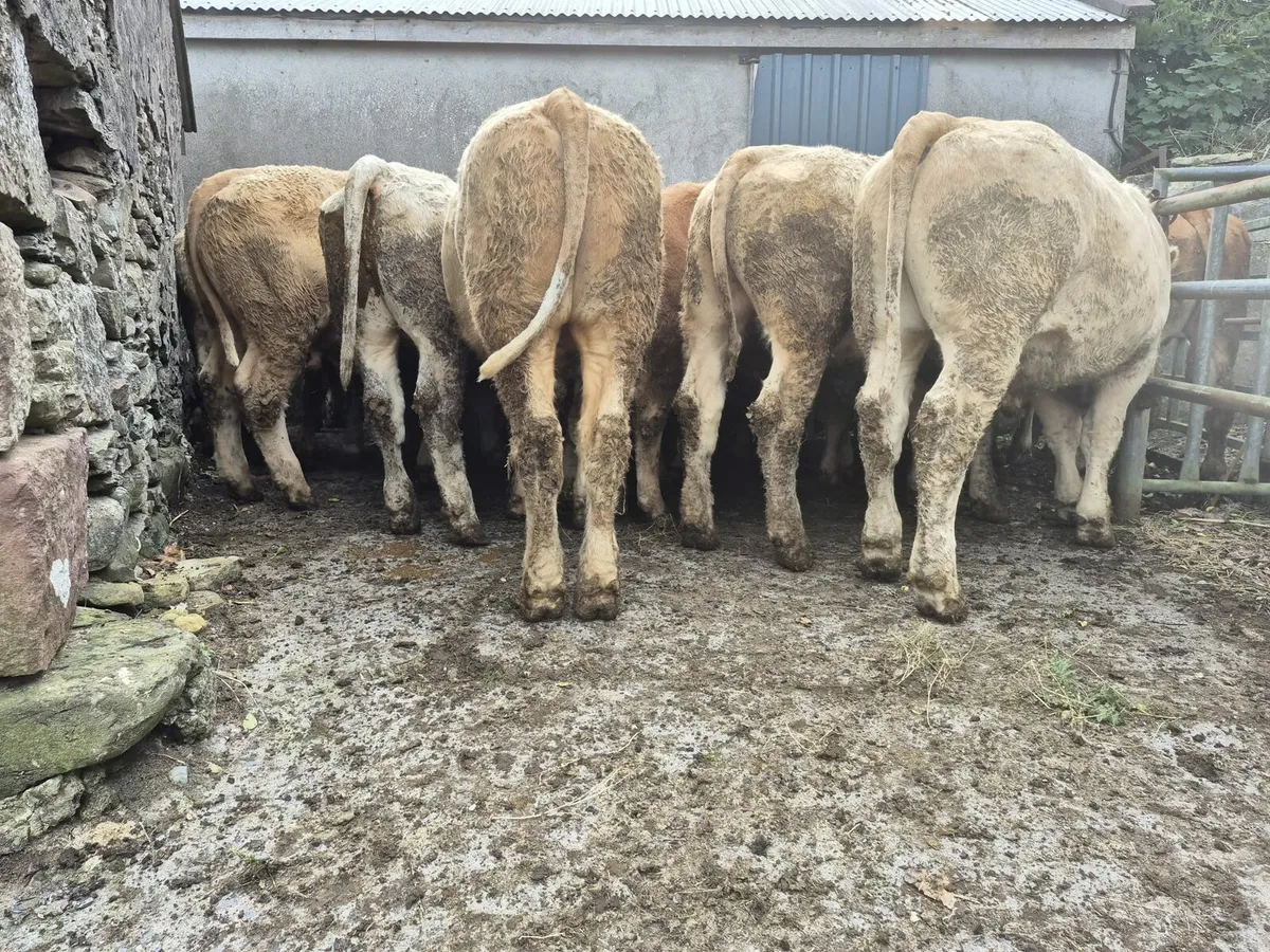 30  Store Bullock's 480 kgs - Image 2