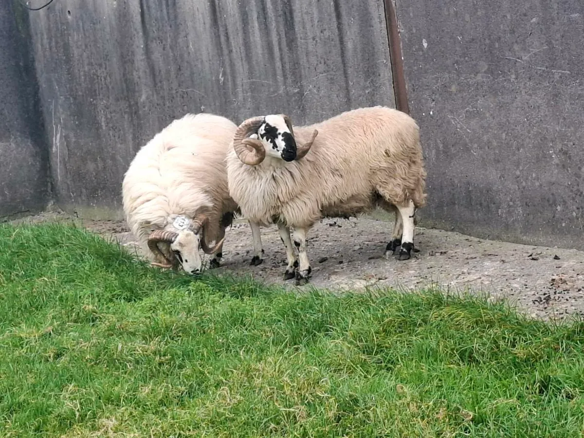 Sis scotch hoggets - Image 1