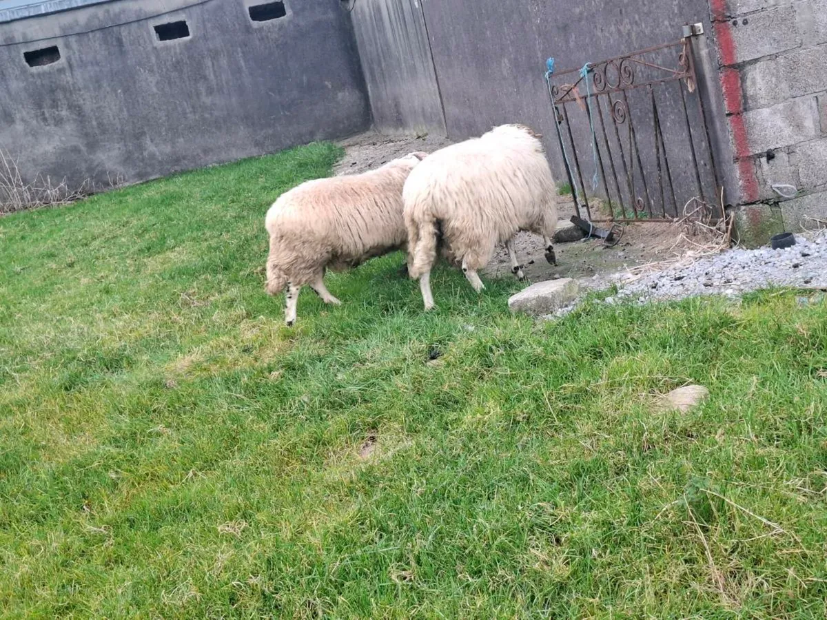 Sis scotch hoggets - Image 2