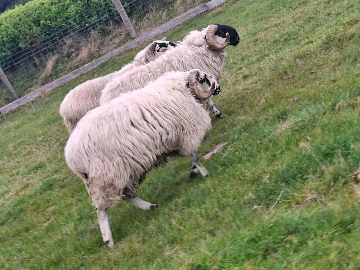 Sis scotch hoggets - Image 3