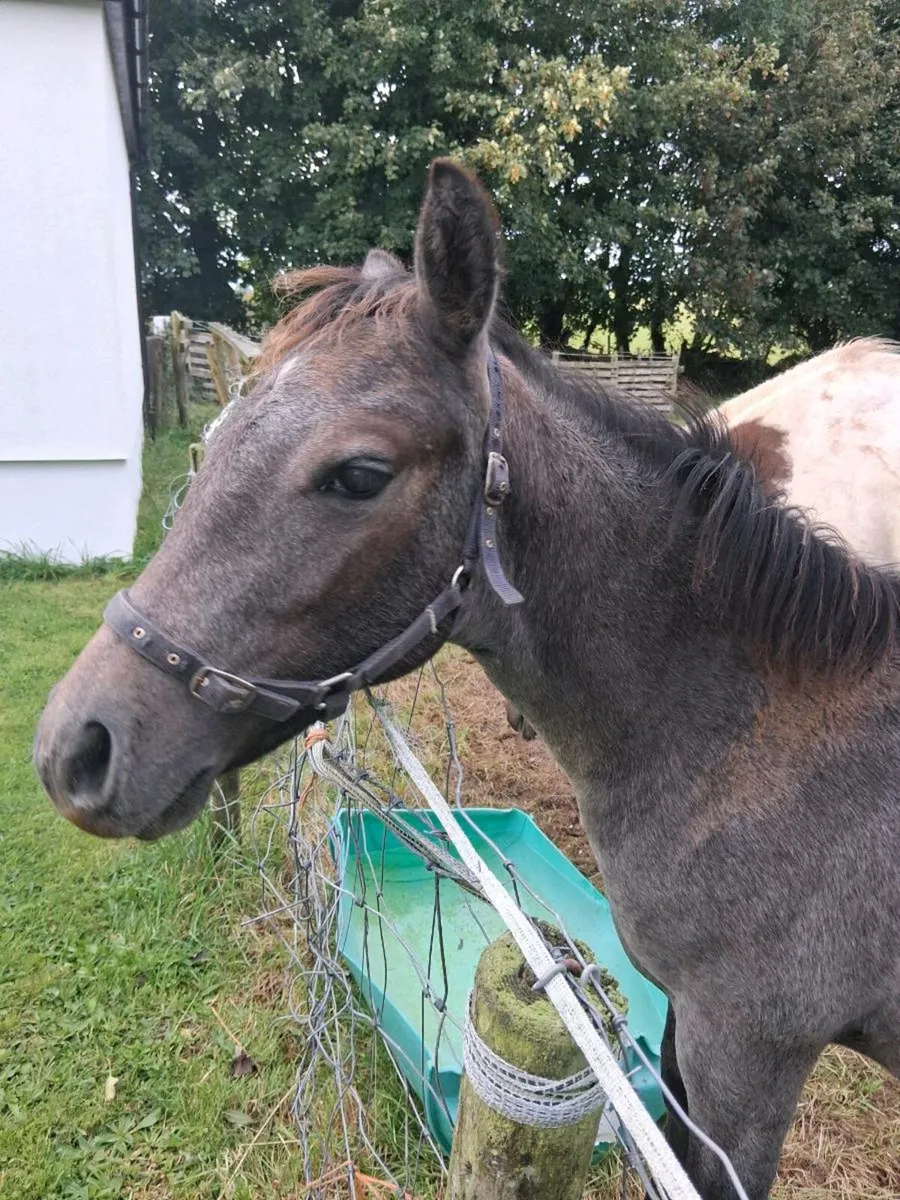 Colt - Image 1