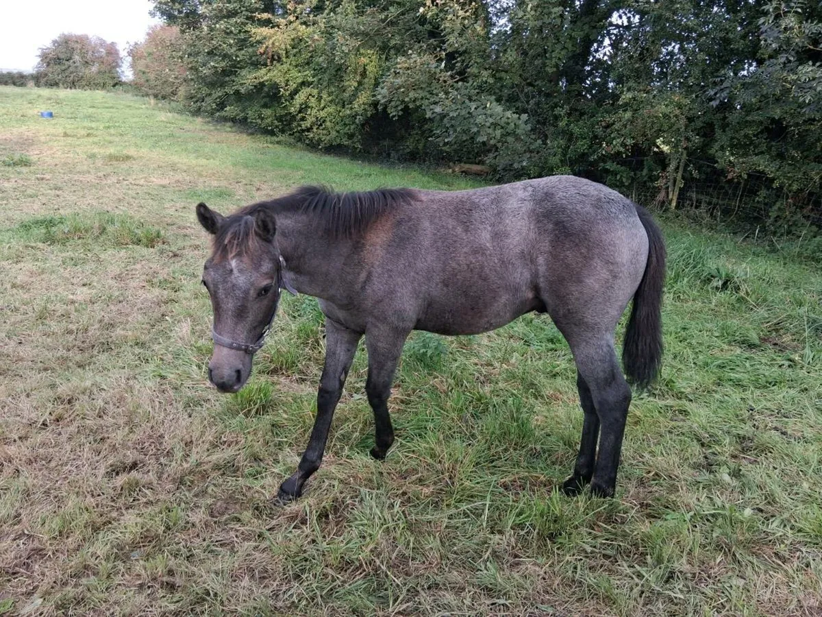 Colt - Image 3