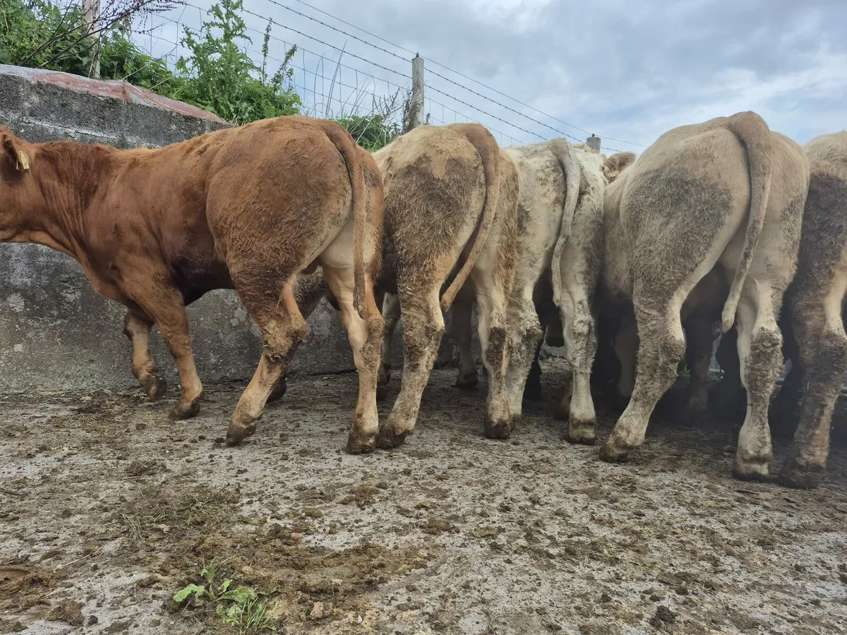 30  Store Bullock's 480 kgs - Image 3