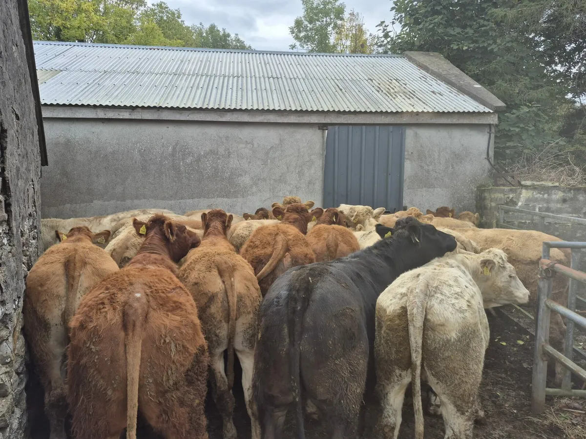 30  Store Bullock's 480 kgs - Image 4