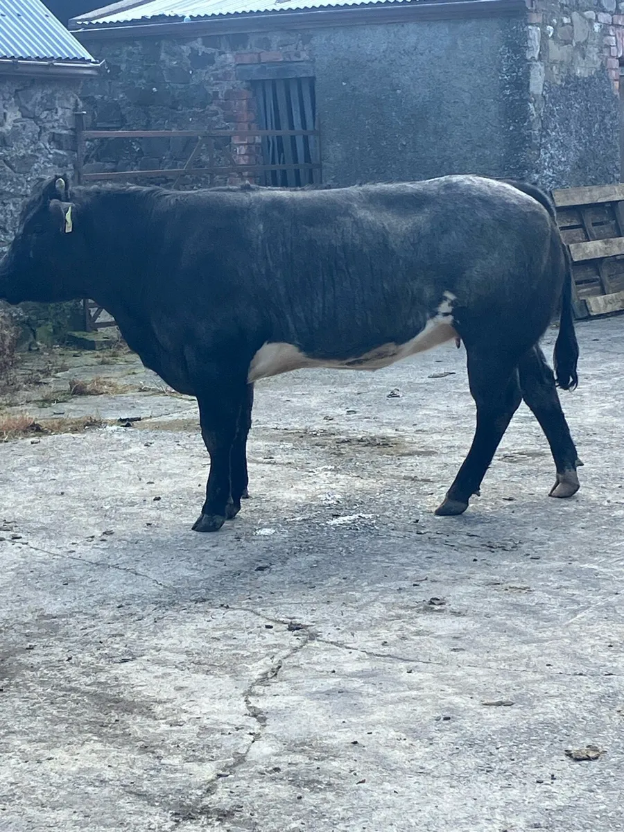 Incalf Heifers - Image 1