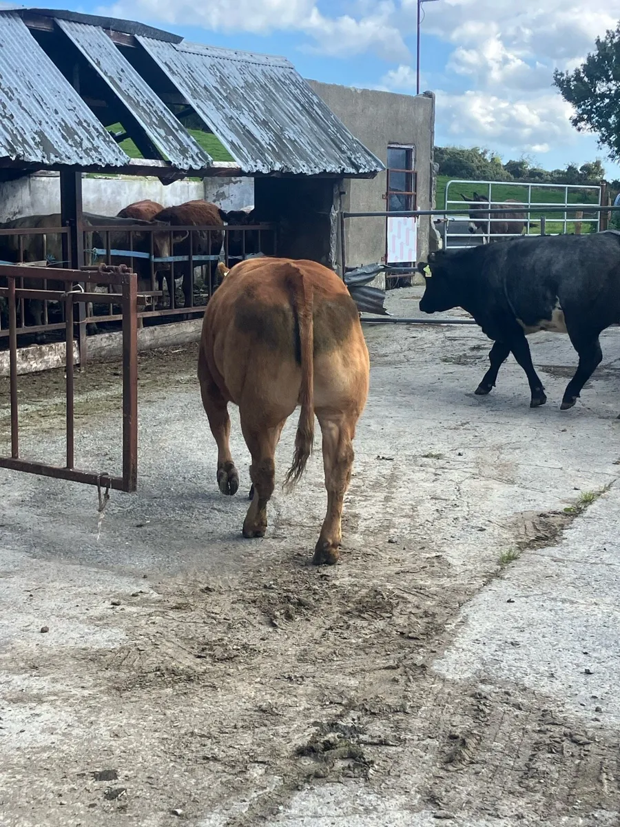 Incalf Heifers - Image 2