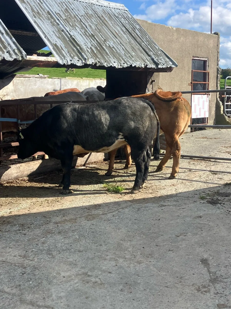 Incalf Heifers - Image 4
