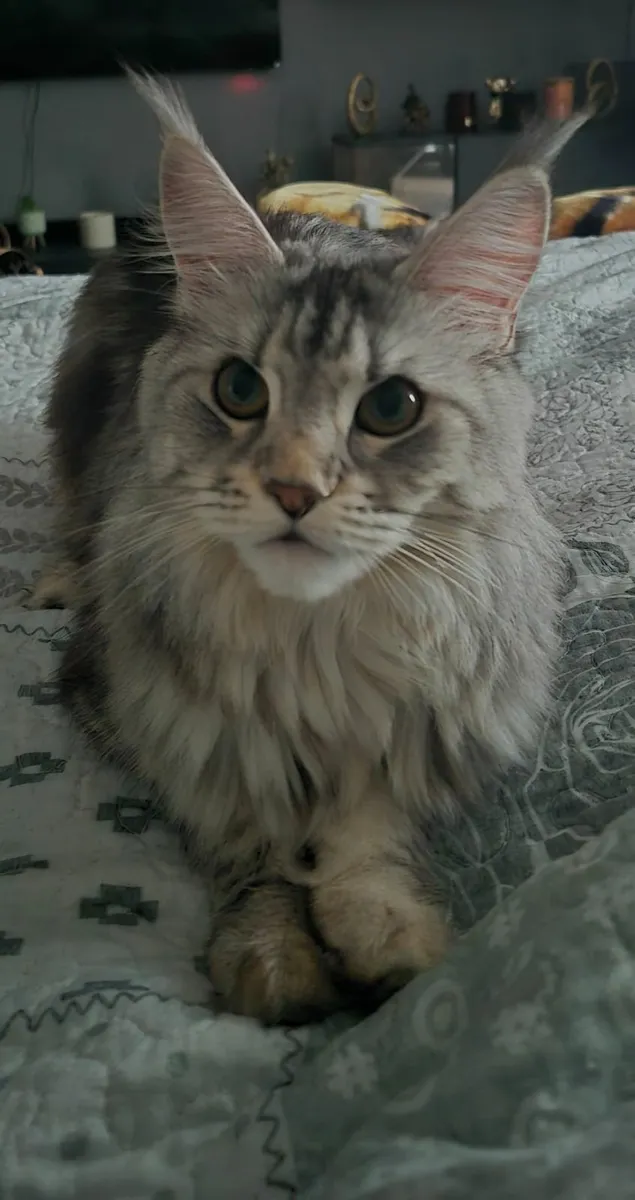 Maine coon - Image 1