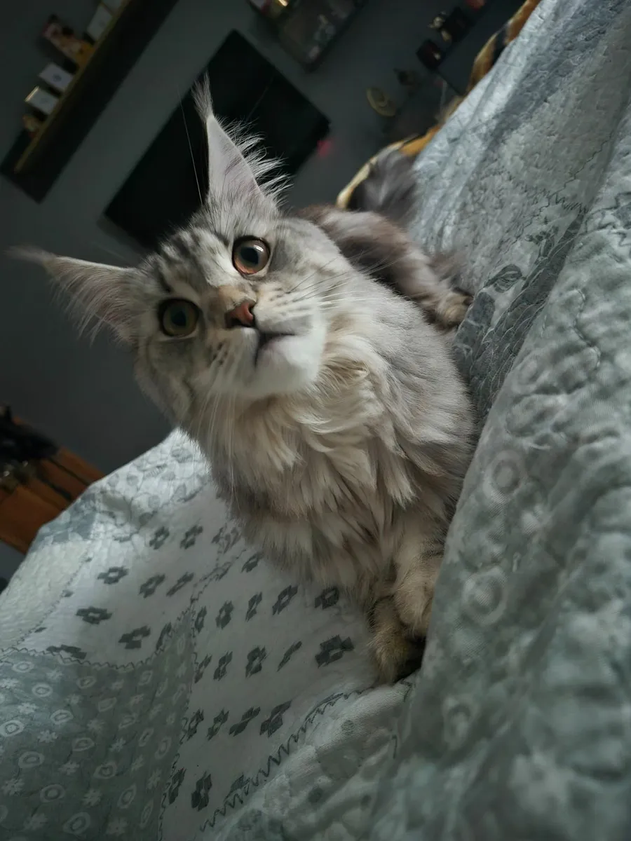 Maine coon - Image 2