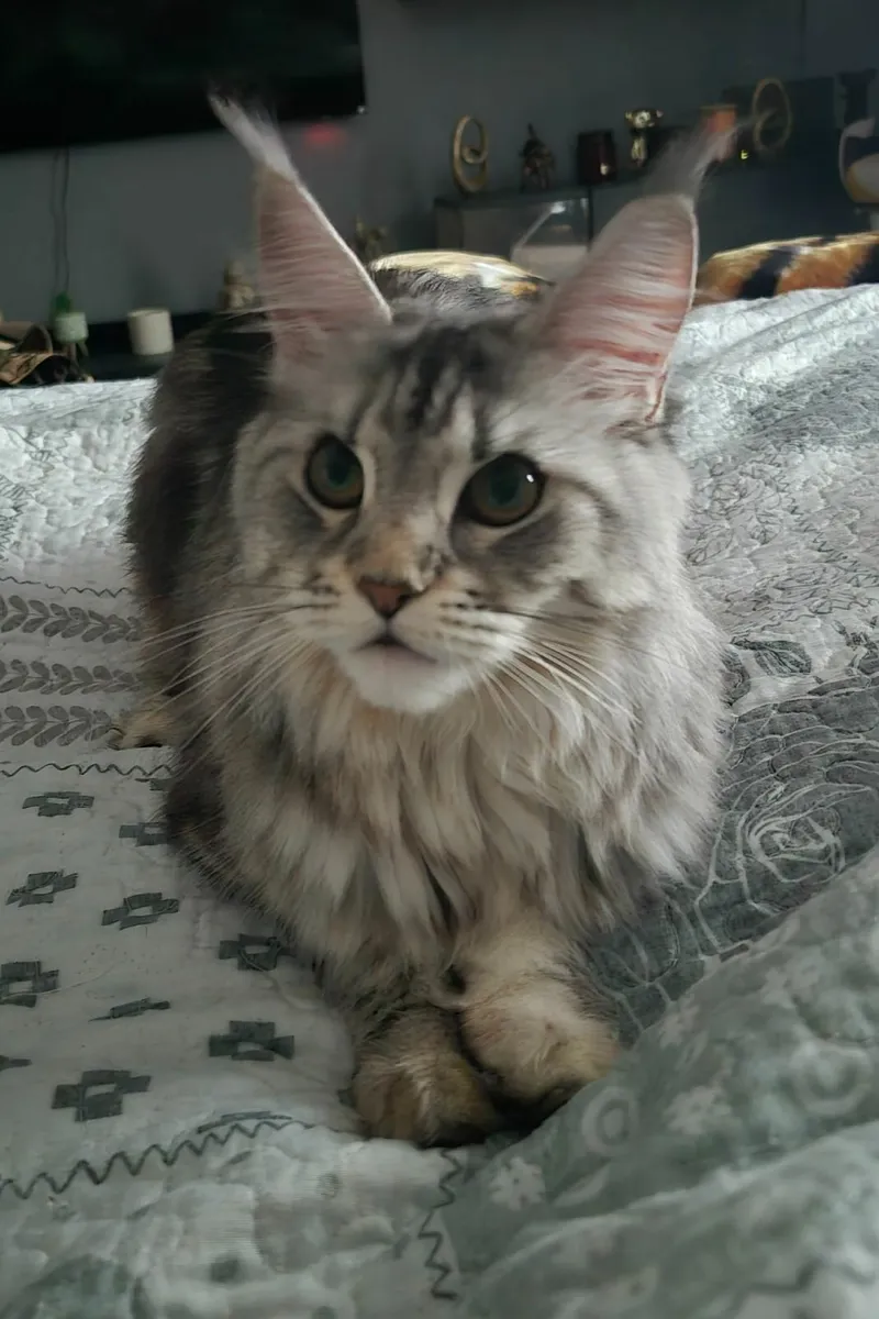Maine coon - Image 3