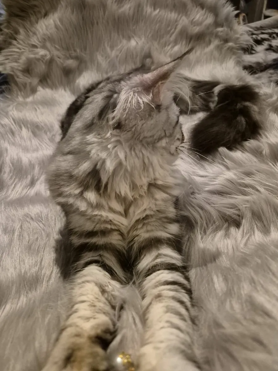 Maine coon - Image 4