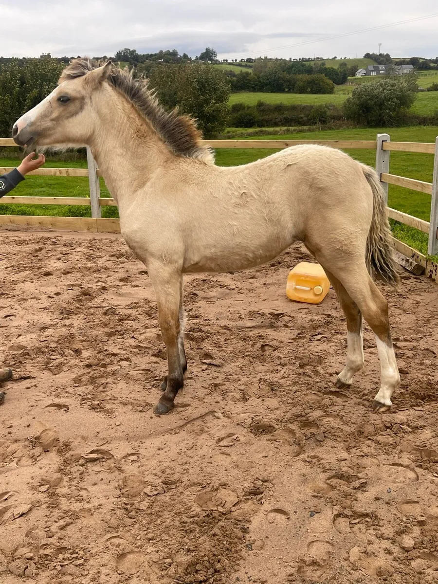 ⚡️Lightning star filly ⚡️ - Image 1