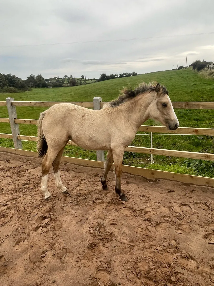 ⚡️Lightning star filly ⚡️ - Image 3