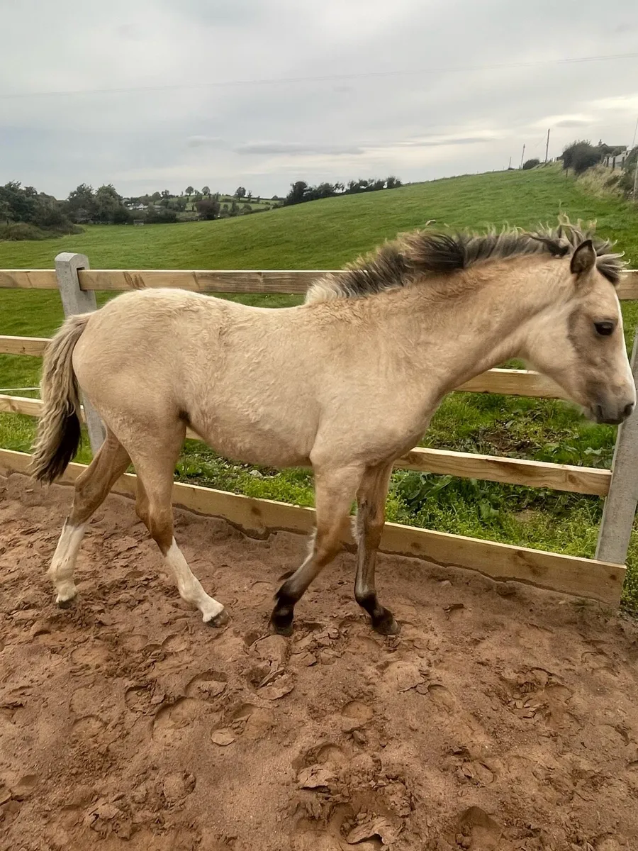 ⚡️Lightning star filly ⚡️ - Image 4