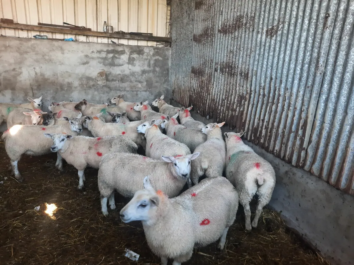 Texel Ewe lambs - Image 3