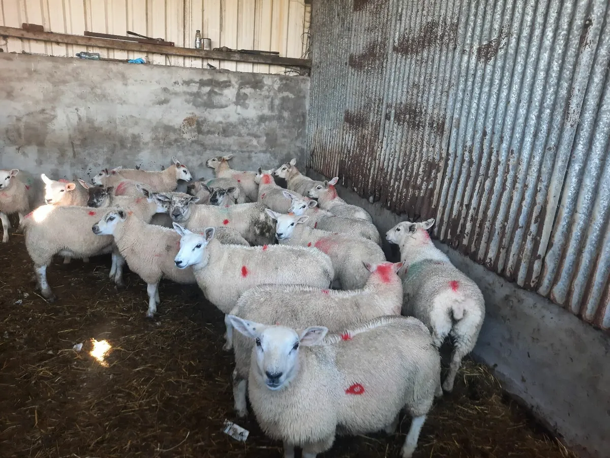Texel Ewe lambs - Image 4