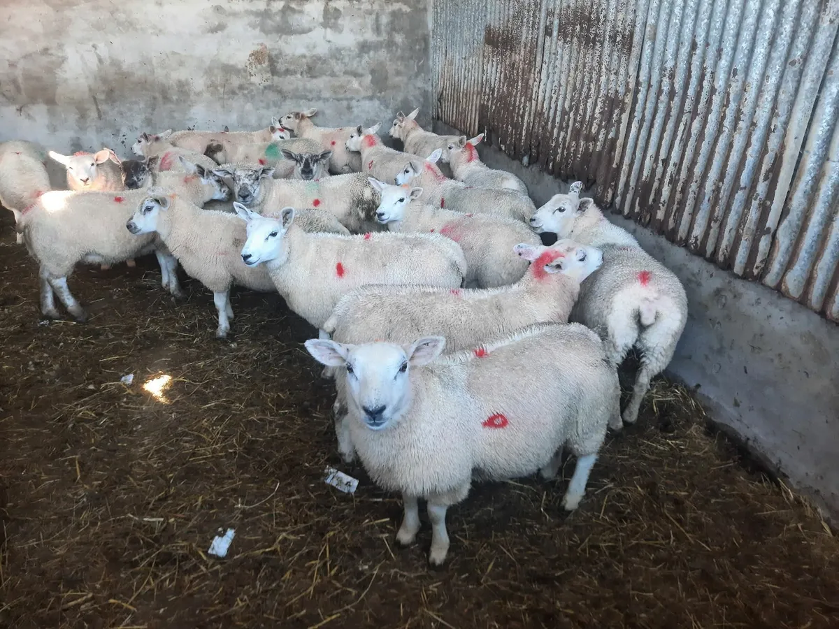 Texel Ewe lambs - Image 1