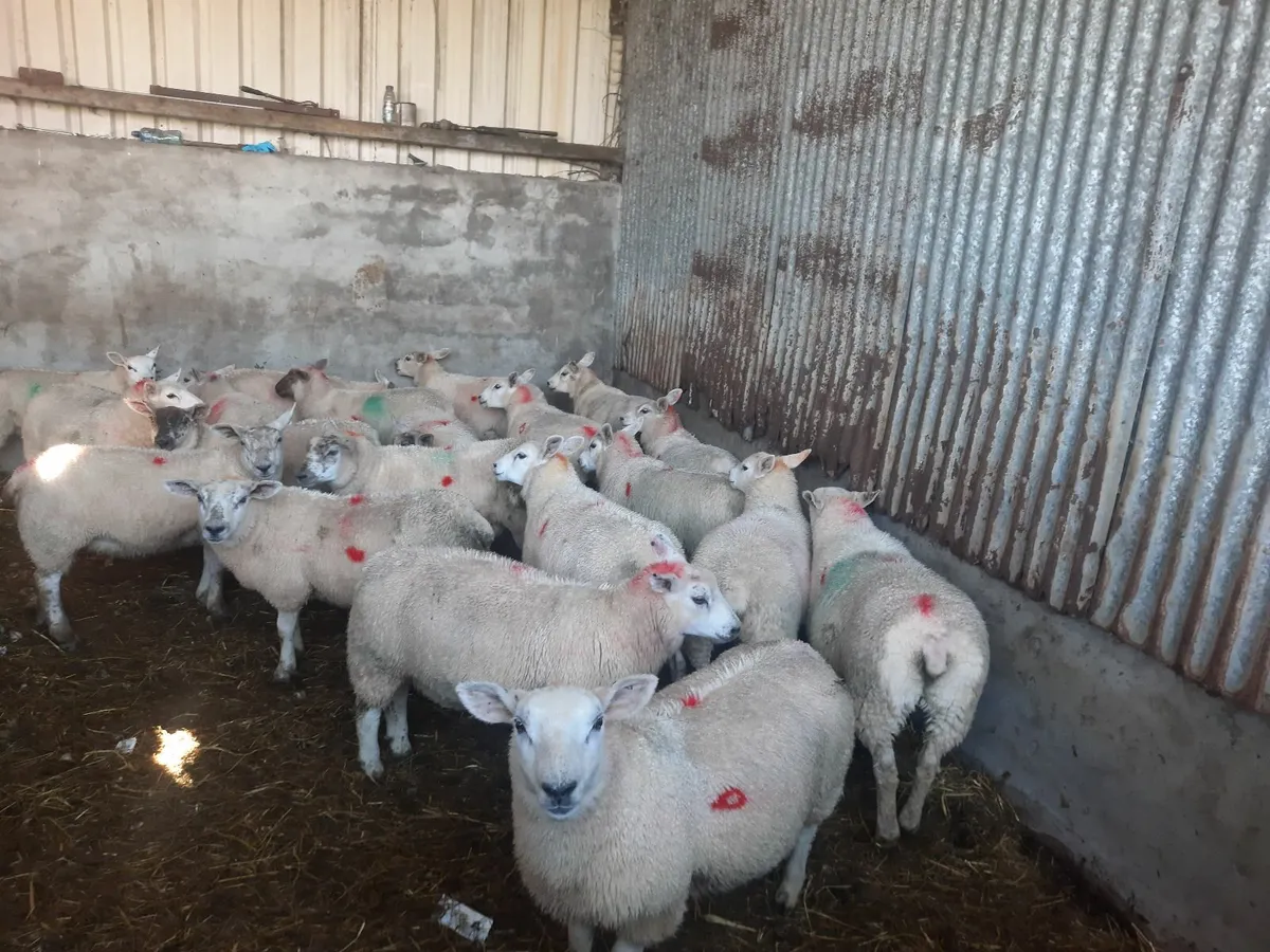 Texel Ewe lambs - Image 2