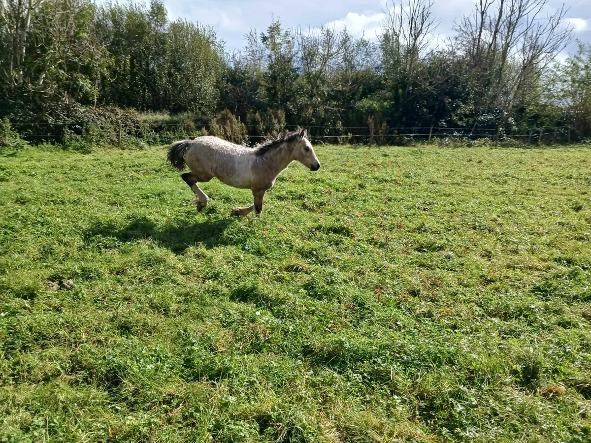 Cob x Connemara colt foal - Image 3