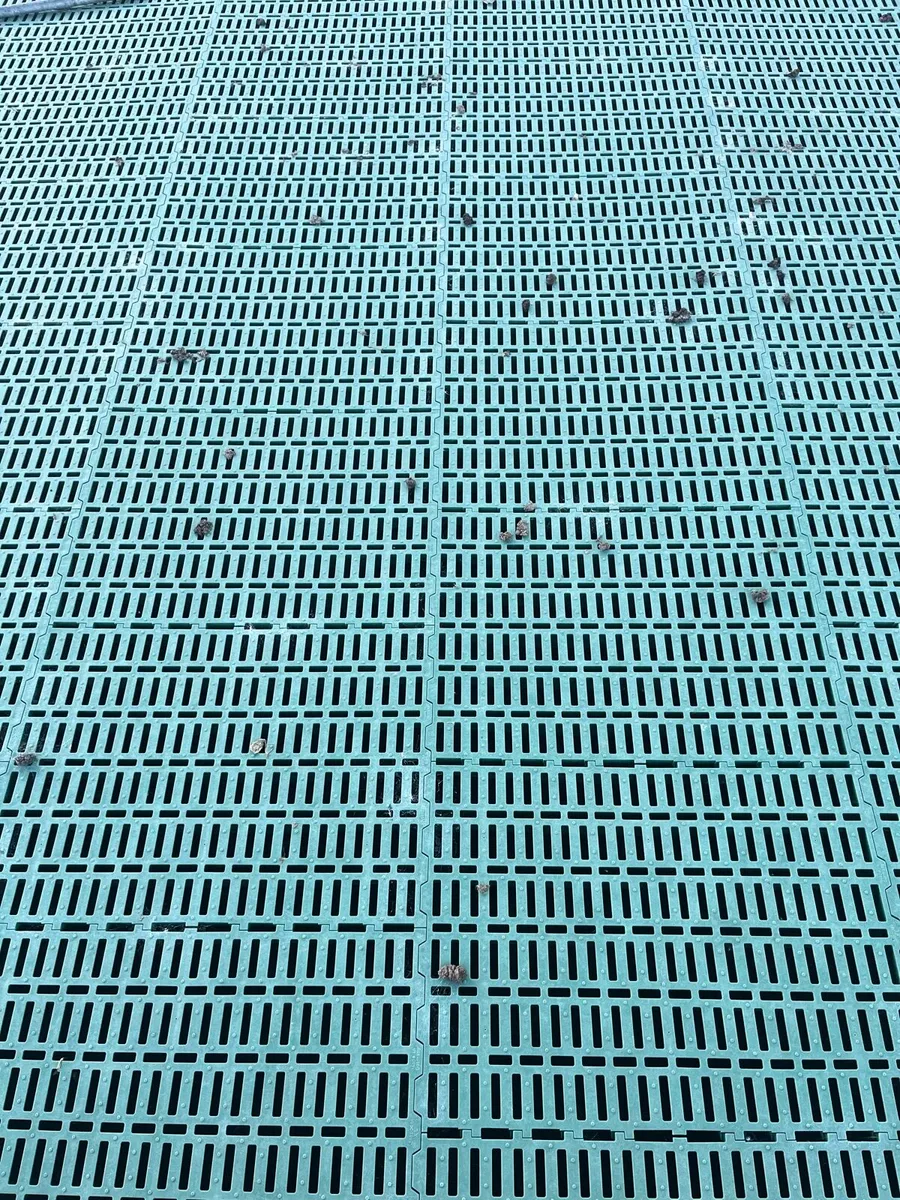 Sheep Slats for sale - Image 3