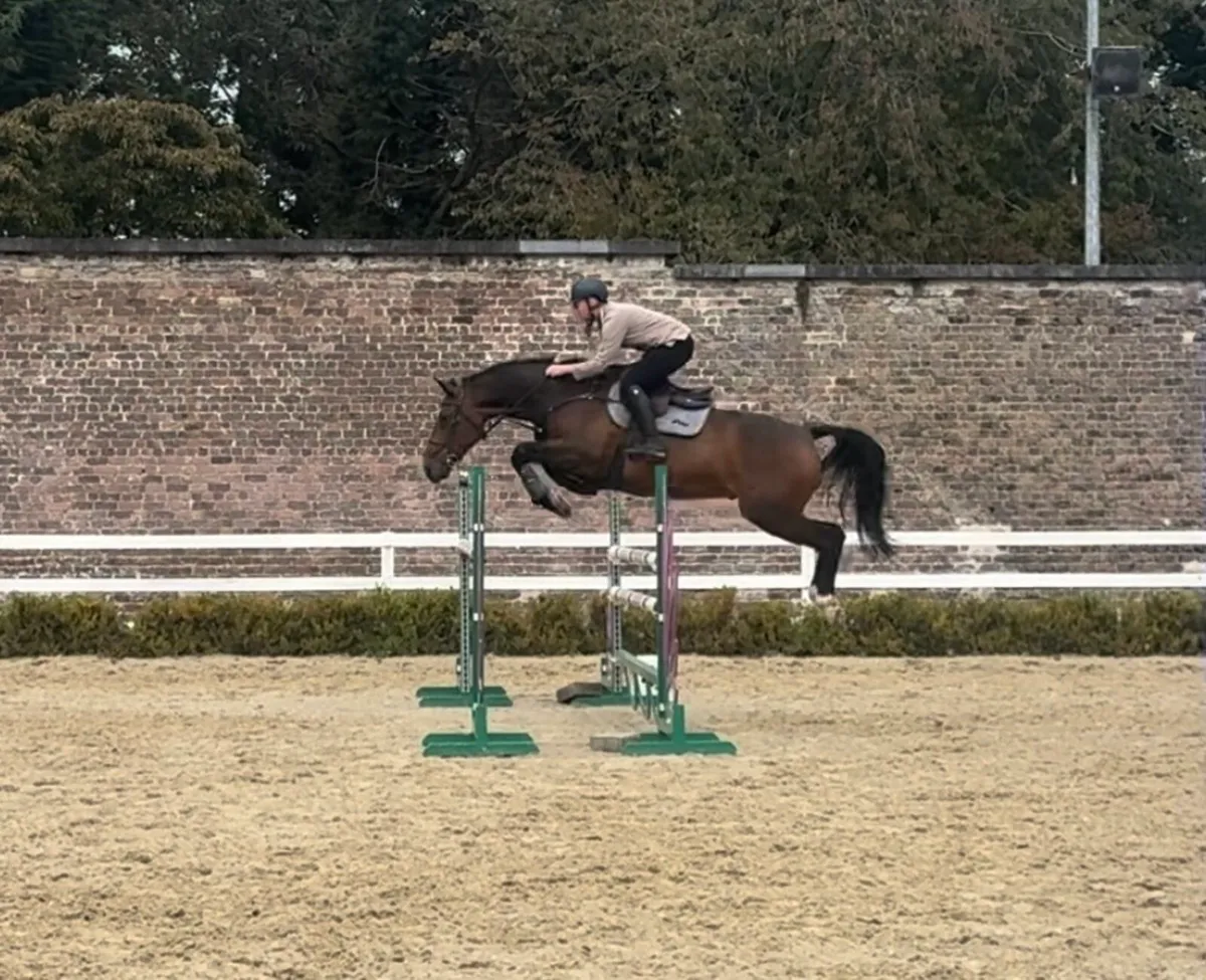 Grand Prix showjumper - Image 1