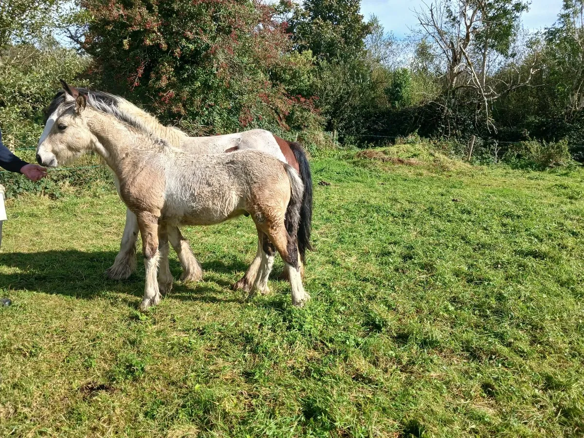 Cob x Connemara colt foal - Image 2