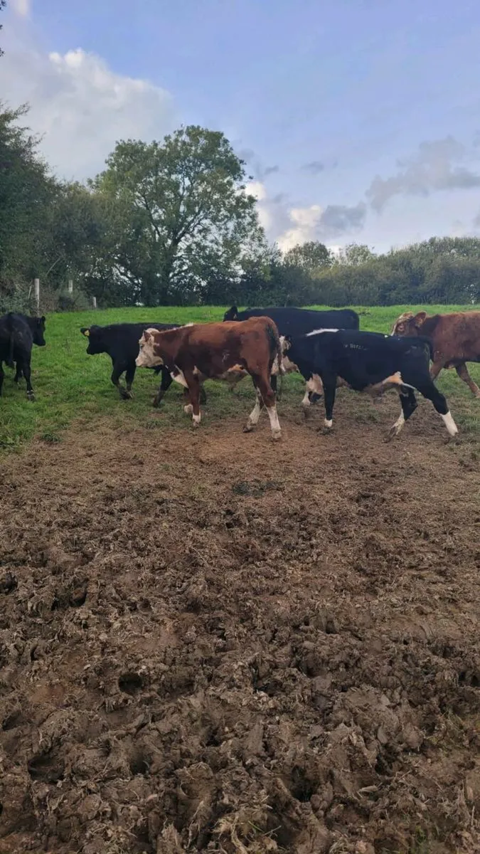 Weanling bulls - Image 2