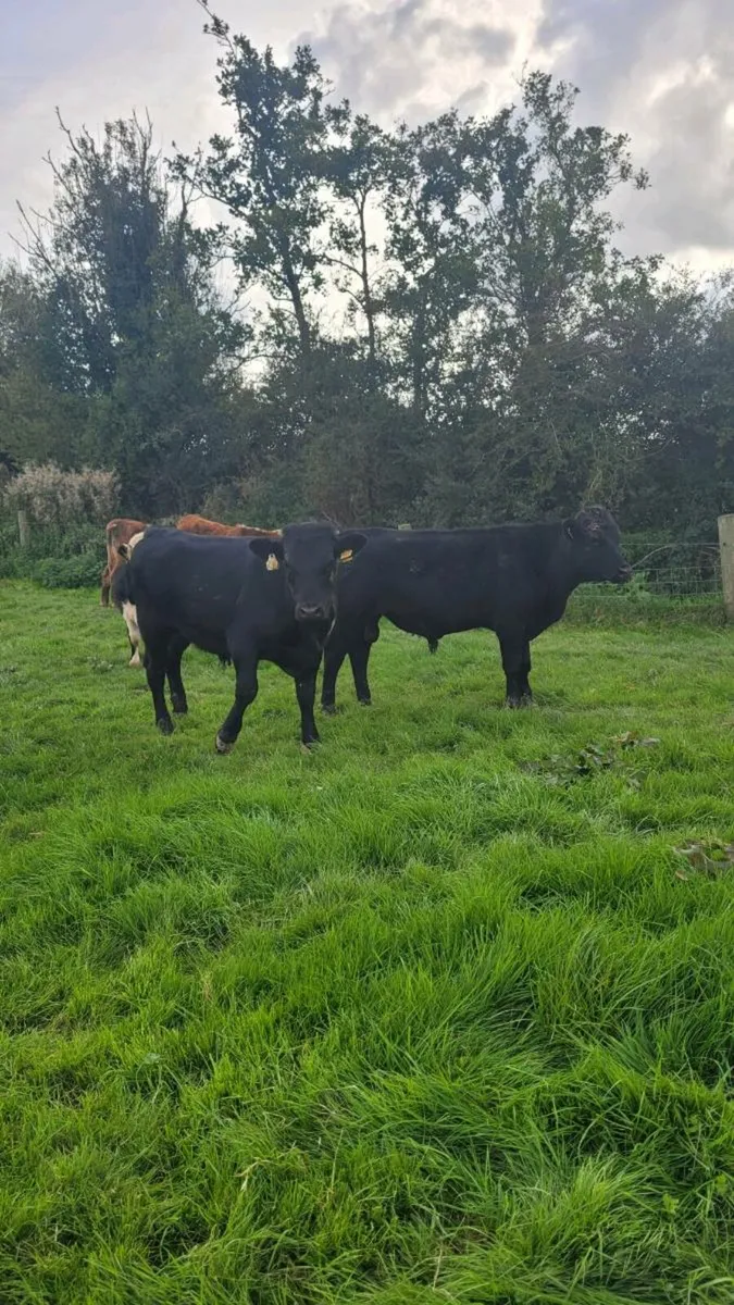 Weanling bulls - Image 4