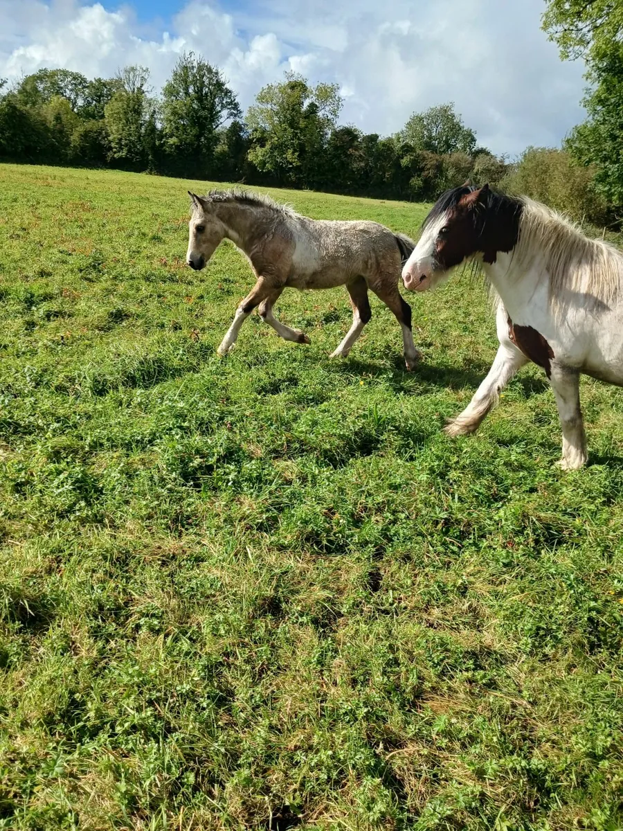 Cob x Connemara colt foal - Image 4