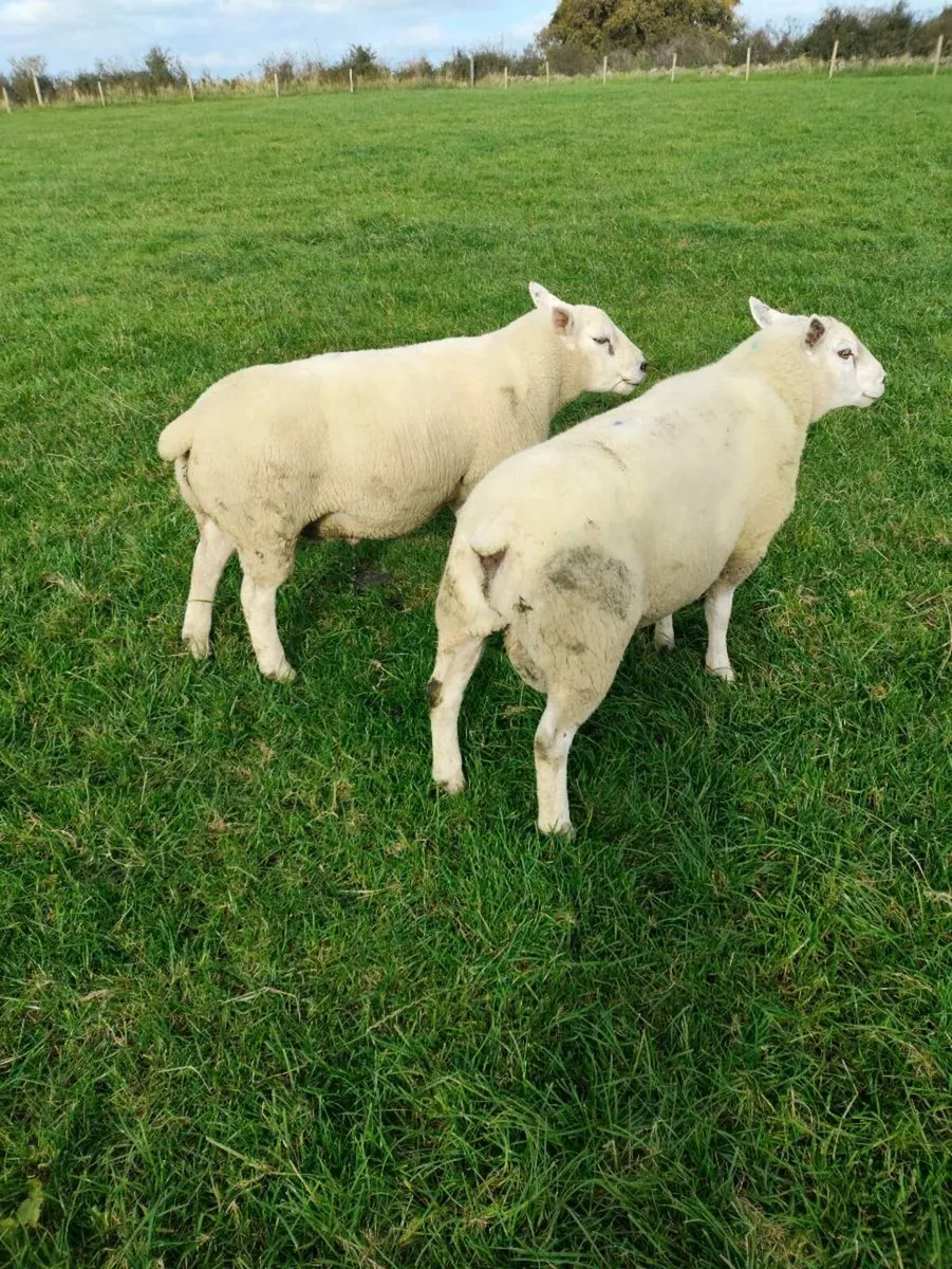 Texel Hogget Rams - Image 3
