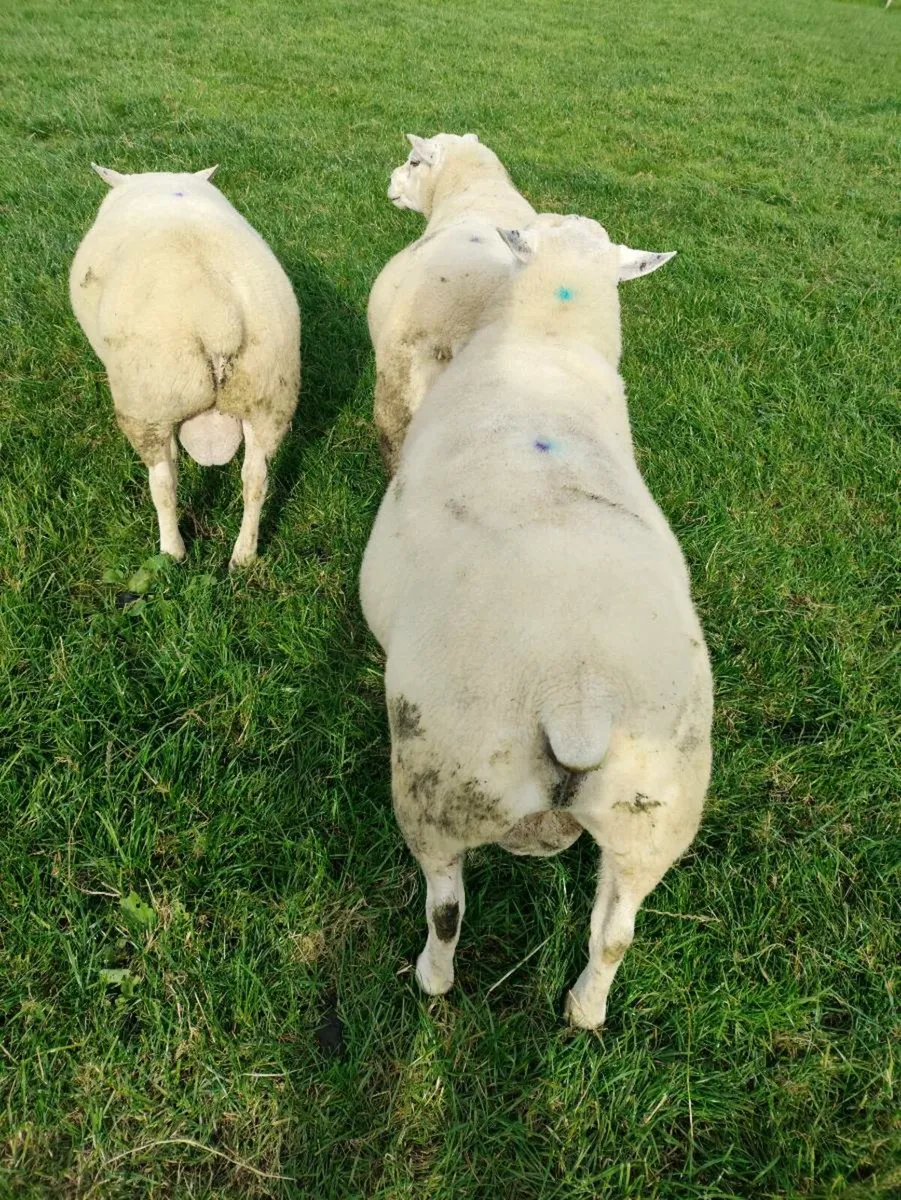 Texel Hogget Rams - Image 2