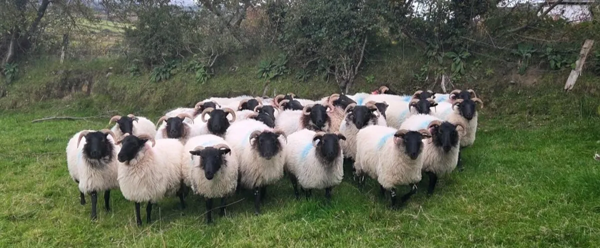 Sheep for sale - Image 1