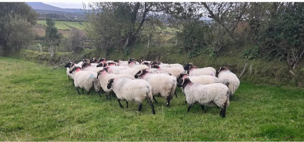 Sheep for sale - Image 2