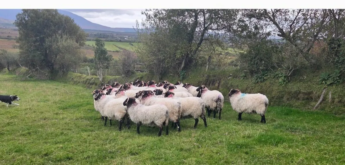 Sheep for sale - Image 3
