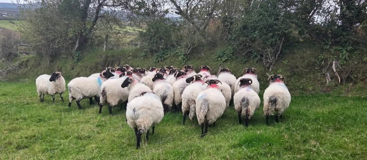 Sheep for sale - Image 4