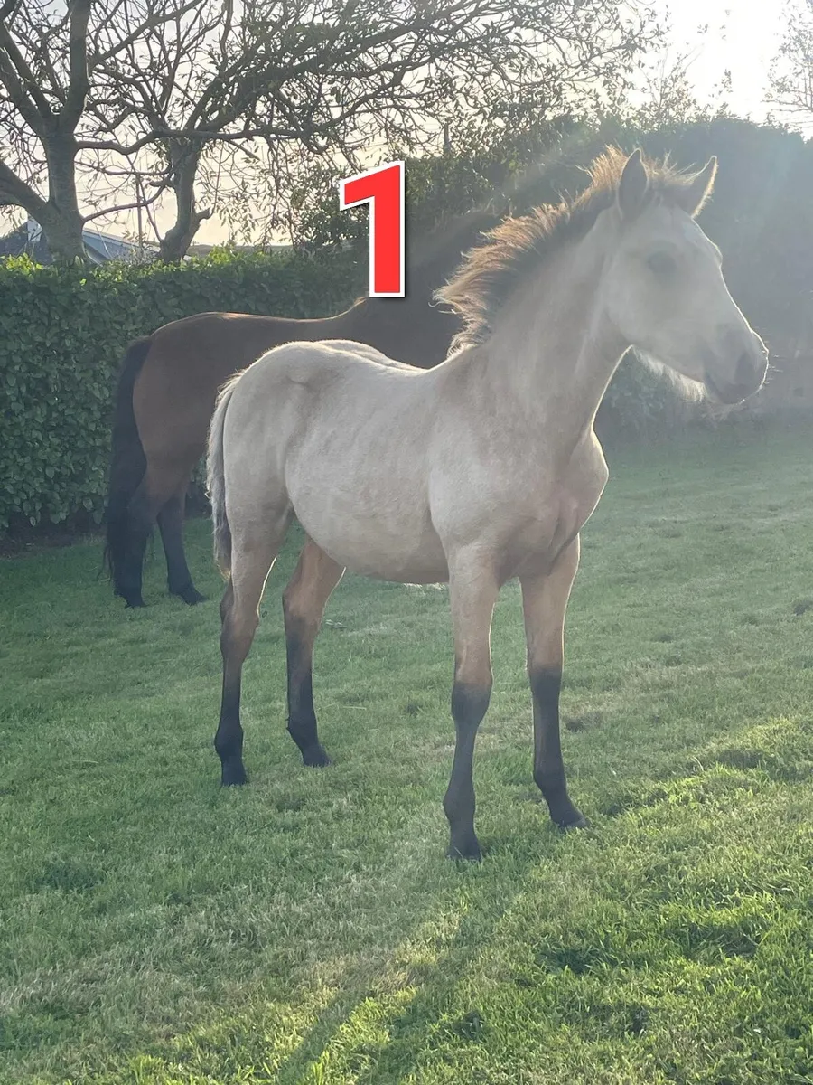 3 registered connemara colts - Image 2