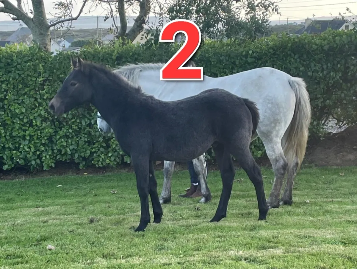 3 registered connemara colts - Image 3