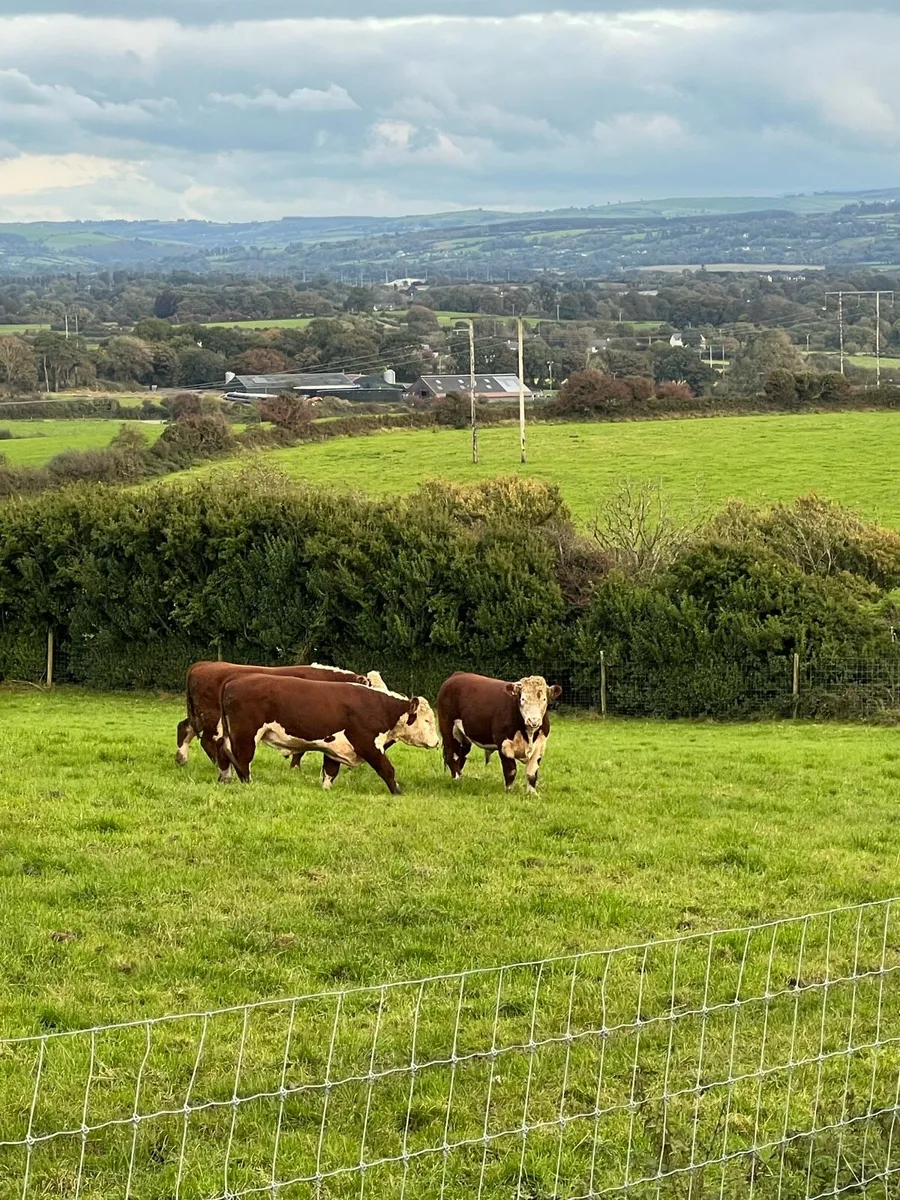 Hereford bulls - Image 1