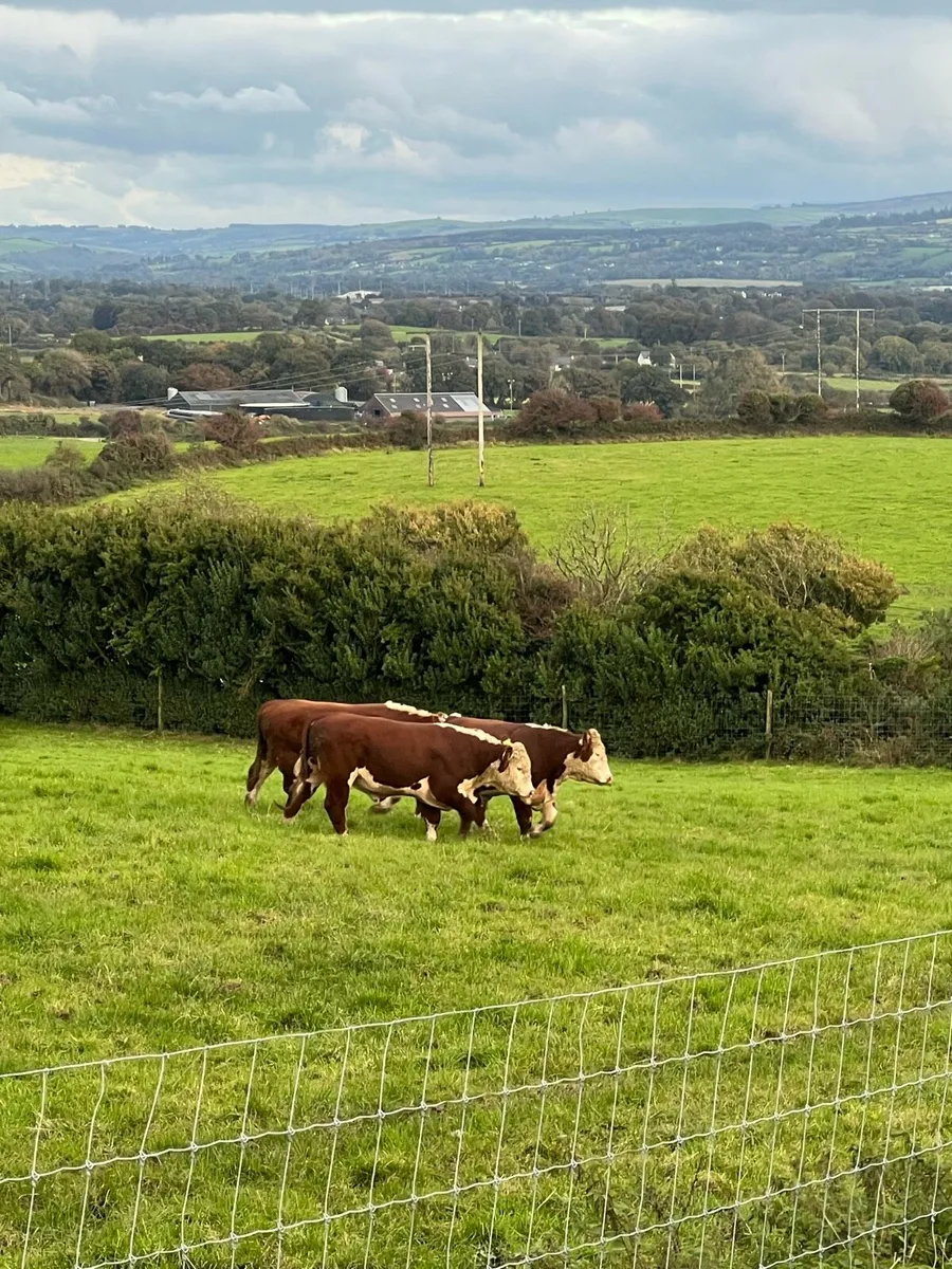 Hereford bulls - Image 2
