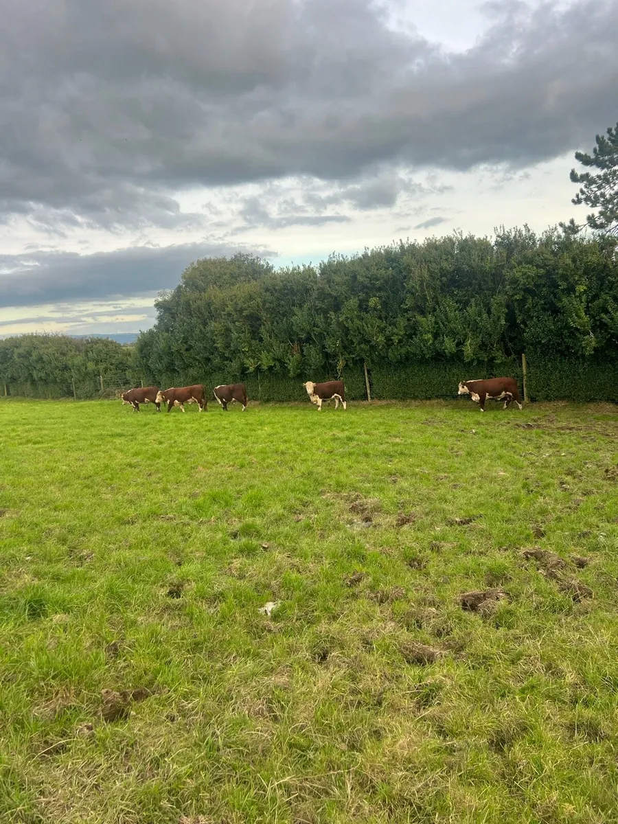 Hereford bulls - Image 3