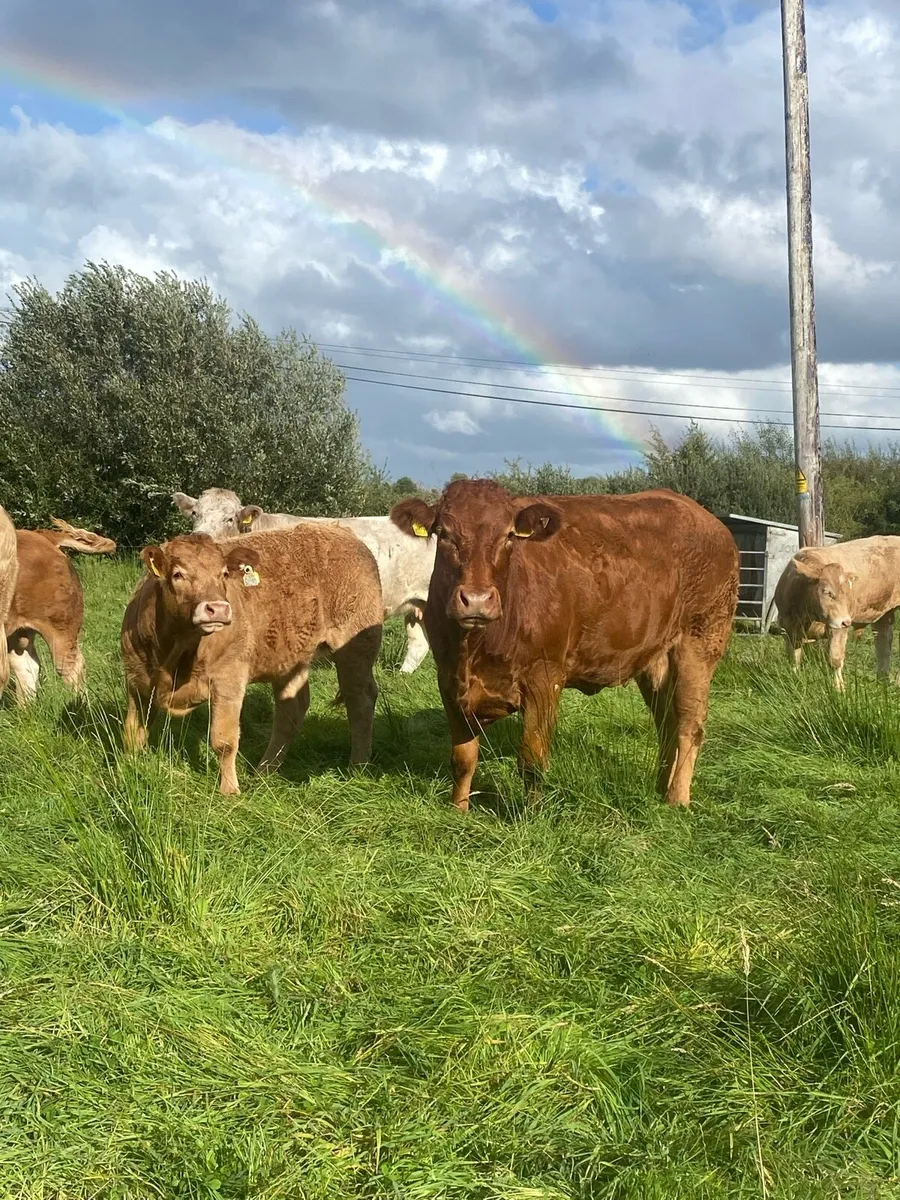 5 star Cow and heifer calf - Image 2