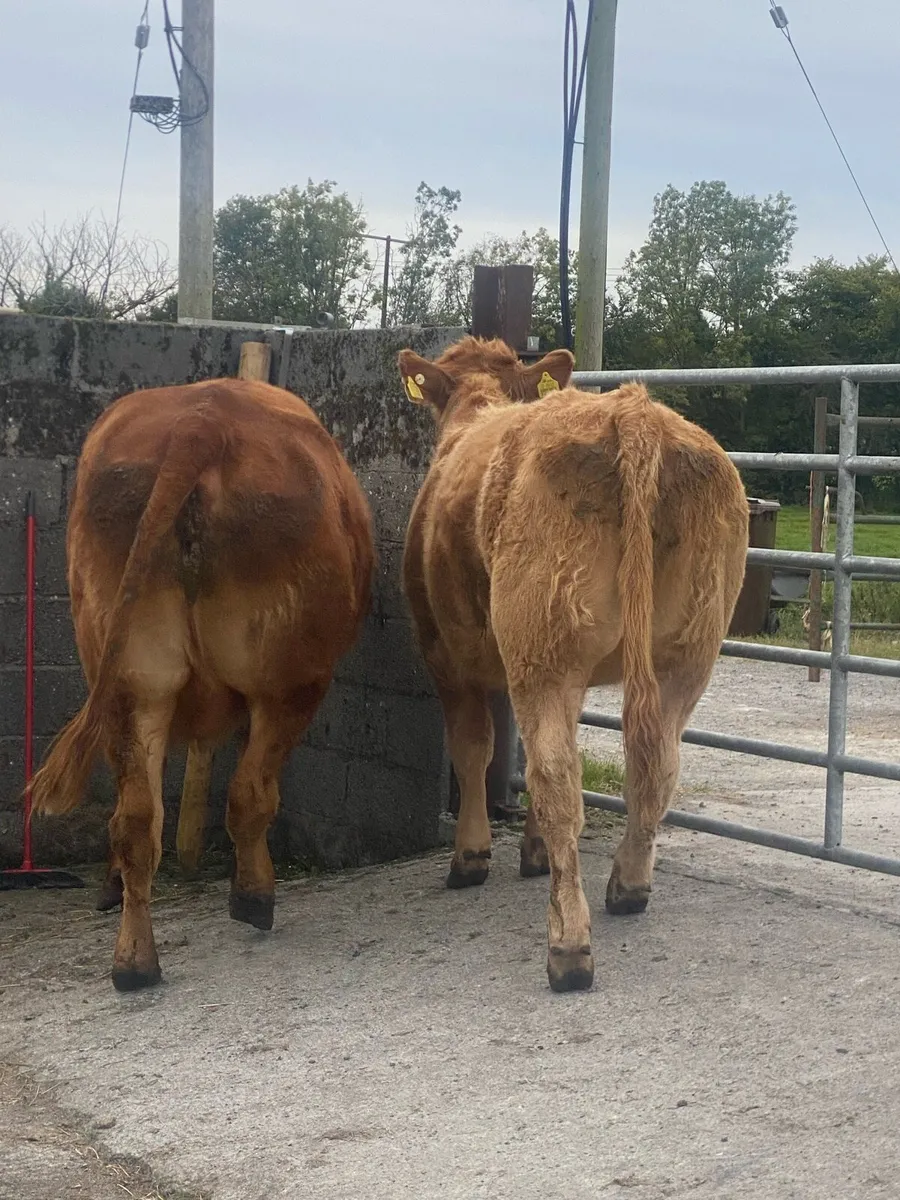 5 star Cow and heifer calf - Image 3