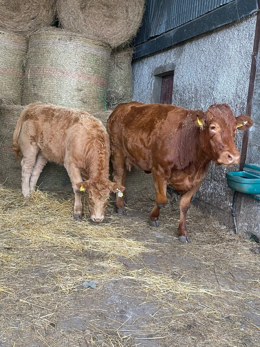 5 star Cow and heifer calf - Image 1